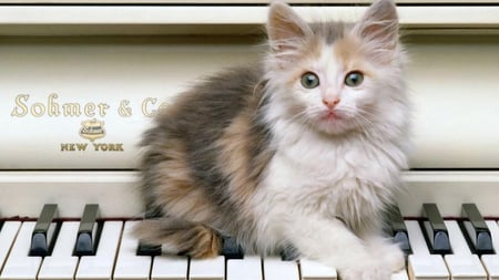 PLAYING PIANO - white, paws, piano, feline, keys, cute, calico, kitten