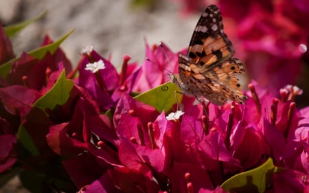 For Cherie - thank you, butterfly, pretty, monarch, flowers, still life, cherie, butterflies