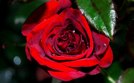 Red Rose - photogarphy, beautiful, drops, alone, lovely, photo, flower, nature, red, rose