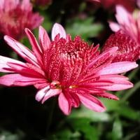 Pretty Pink Flowers