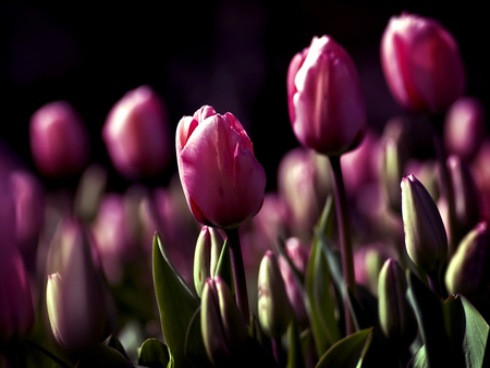 Tulips for No.1 Memeber of DN (Jacquelinela) - photography, tulips, field, lovely, nature, view, purple, pink, beautiful, flowers, photo, garden