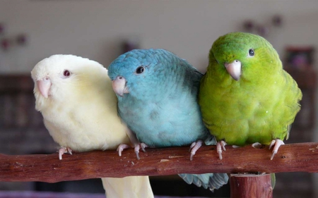 Parrots. - colour, bird, parrot, perch