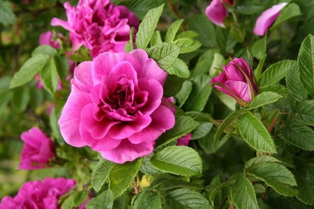 BEAUTIFUL ROSE - pretty, rose, pink, beautiful