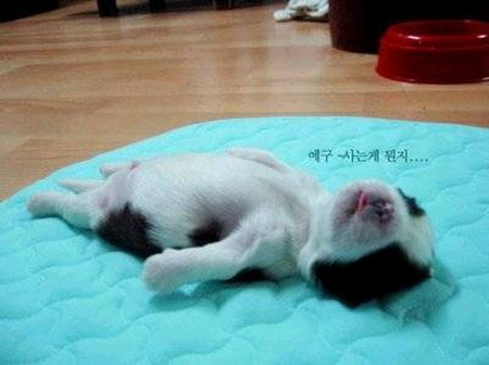 IM SO DOG GONE TIED - asleep, sweet, cute, puppy