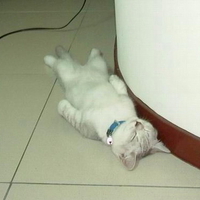 SLEEPY KITTY
