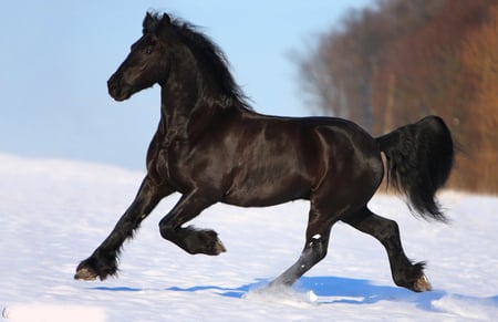 Beautiful Horse - horses