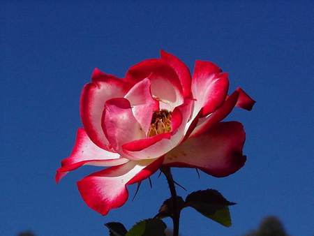 RED AND WHITE ROSE - white, red, rose, pretty