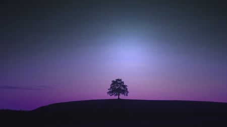 tree at dusk - beauty, sky, silhouette, photography, black, nature, purple, dark, tree