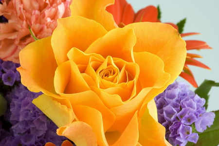 BEAUTIFUL YELLOW ROSE - flowers, yellow, rose, beauty