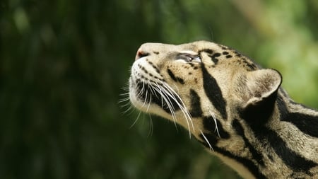 preparing to leap - beauty, nature, leopard, cat, striped, wild, photography, animal