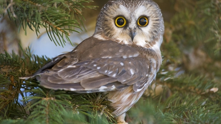 young saw - nature, photography, animal, tree, owl, bird