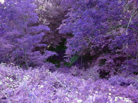 fantasy forest for Purple-Haze - fantasy, forest, purple, dreams