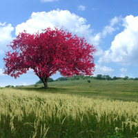 Tree in the field.