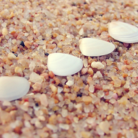 Sea Shells