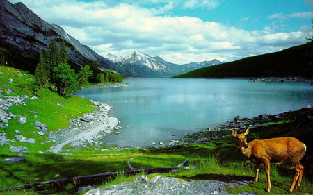 â•°â˜†â•®áƒ¦ â€BLUE LAKE DEERâ€áƒ¦ â•°â˜†â•® - nature, lake, deer, blue