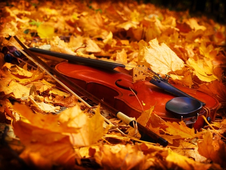 Violin - music, violin, leaves, autumn