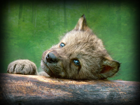 Spring wolf pup - wolf timber, wallpaper, grey wolf, grey, dog, beautiful, animal, canine, friendship