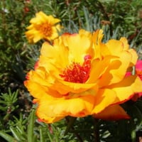 YELLOW MOSS ROSE