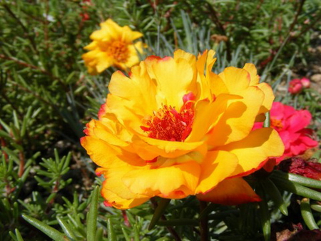 YELLOW MOSS ROSE - beautiful, yellow, moss, rose