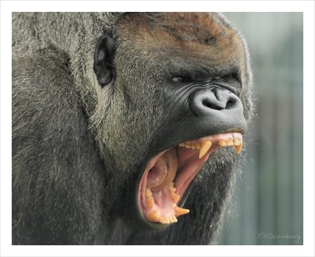 SHUT UP WOMAN!! - animal, african animal, wild, gorilla, wallpaper, fun text