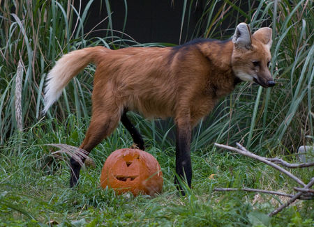 I hate Halloween  !!! - wallpaper text, maned wolf, wallpaper, i hate halloween, text