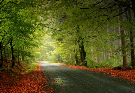 Beautiful Autumn - autumn, forests, red, beautiful, green