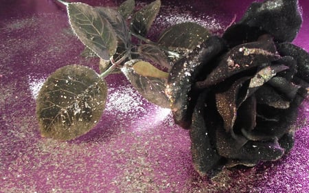 Dead Love - dry, photography, rose, black, nature, view, dead, beautiful, photo, flower