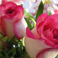 Beautiful Roses