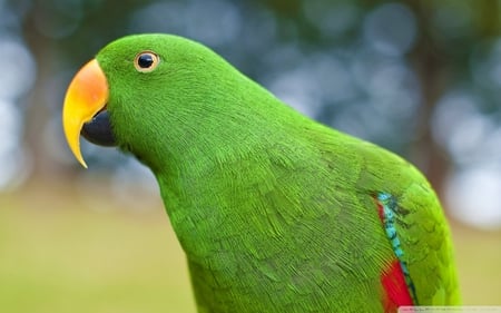 Eclectus Parrot - bird, parrot, beautiful, close-up, eclectus, colorful, green