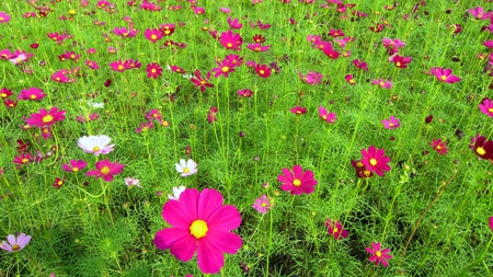 Lovely Cosmos - blooming, colourful, cosmos, pretty