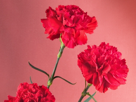 RED FLOWERS FOR MY FRIENDS - carnation, flowers, nature, red