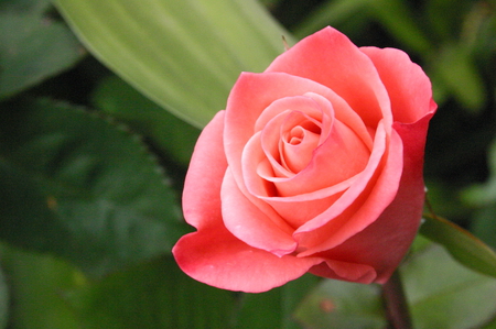 Annie the Rose of Sunshine - beauty, nature, alone, pink, photography, beautiful, photo, rose