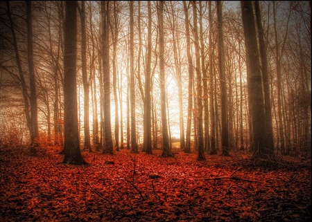 Foggy_Wild_Forest - trees, picture, autumn, red, foggy, forest, wild, leaves