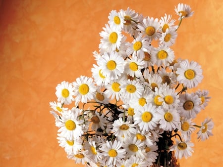 BOUQUET OF DAISIES - nature, bouquet, flowers, daisies