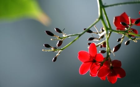 RED FLOWERS