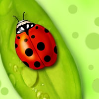 Red Lady Bug