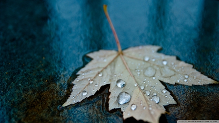 drops in the blue - leaf, simple, drops, blue