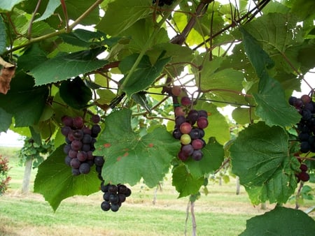 Red Grapes - grapes, vineyard, vines, red