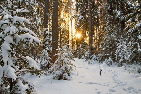 Winter - nice, beauty, season, trees, photography, sun, sunset, white, amazing, view, pretty, cool, walk, rays, landscape, park, winter, lovely, nature, forest, snow, beautiful, scenery, colors, pines, sunrise