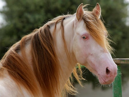 Beautiful and cool - horses