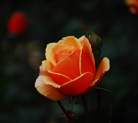 For your Ways, Jacquelinela - beauty, photography, rose, nature, view, jacquelinela, beautiful, orange, photo, flower