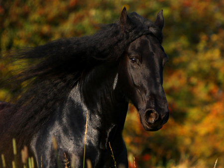 awesome Horse - horses