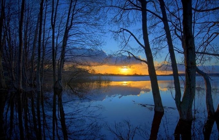 Winter Serenade - serenade, winter, trees, sun