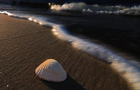 Sunset Shell - shell, sunset, sea, waves