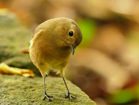 Cute little Bird - nature, cute, animals, birds