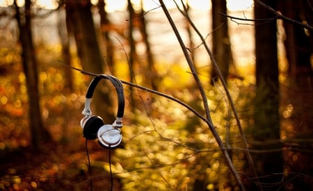 Listen to the forest - music, trees, headphones, listen, forest