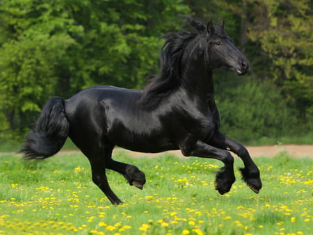 Black Beauty - horses