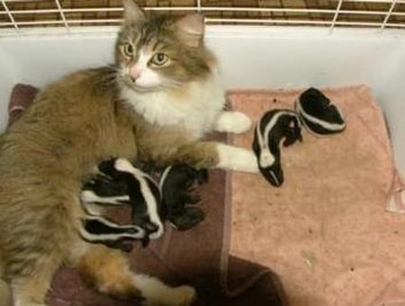 GUESTS FOR LUNCH - lunch, cute, cat, skunks