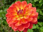 Orange and Yellow Dahlia