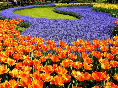 Life is Great When the Flowers are in Bloom - flowers, orange, purple, tulips